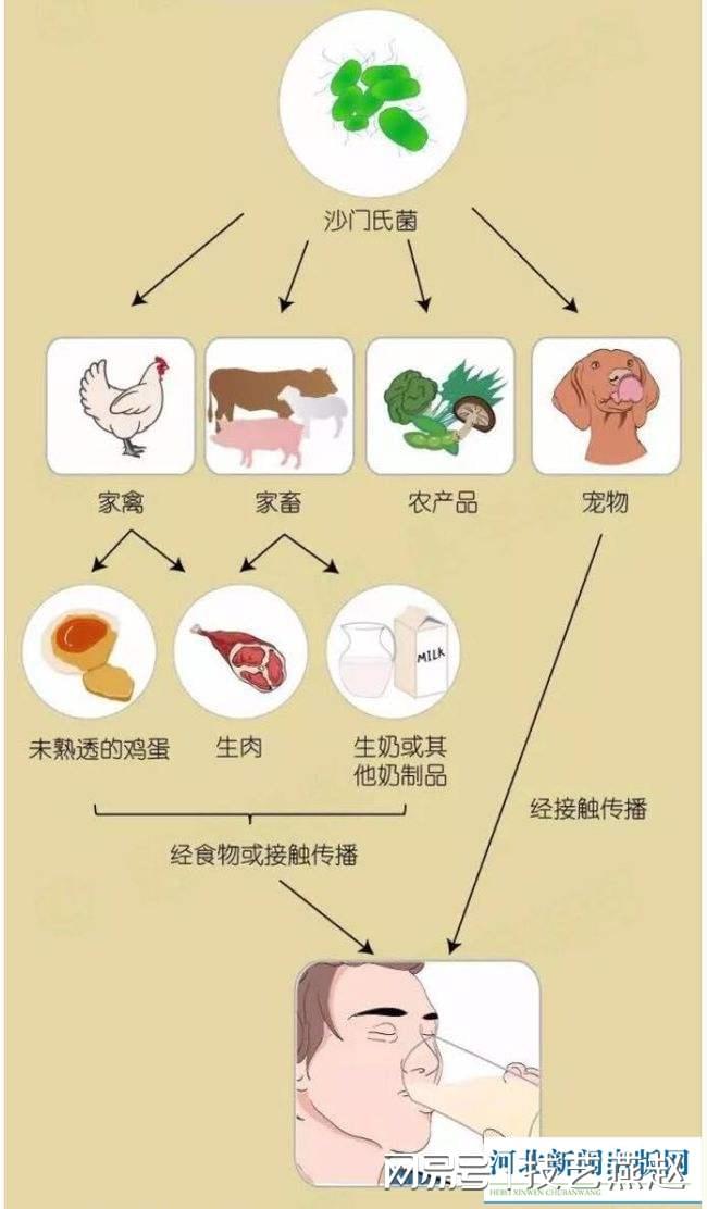 保定疾控最新提醒 预防沙门氏菌感染应这样做
