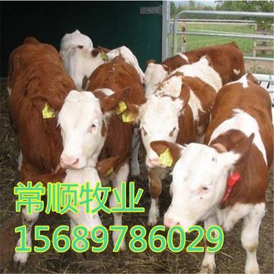 嘉祥县嘉祥镇家才经销点 散养肉牛西门塔尔牛、夏洛莱小牛犊与鲁西黄牛养殖效益分析