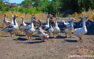 50岁农村养殖项目选择 年入20万以上的工艺品养殖指南