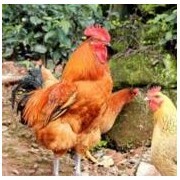 宿州益丰农业服务专业合作社联合社与工艺品的创新融合