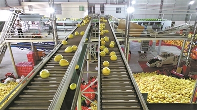 新电商迎“丰收节”助力农产品产业升级与加工转型