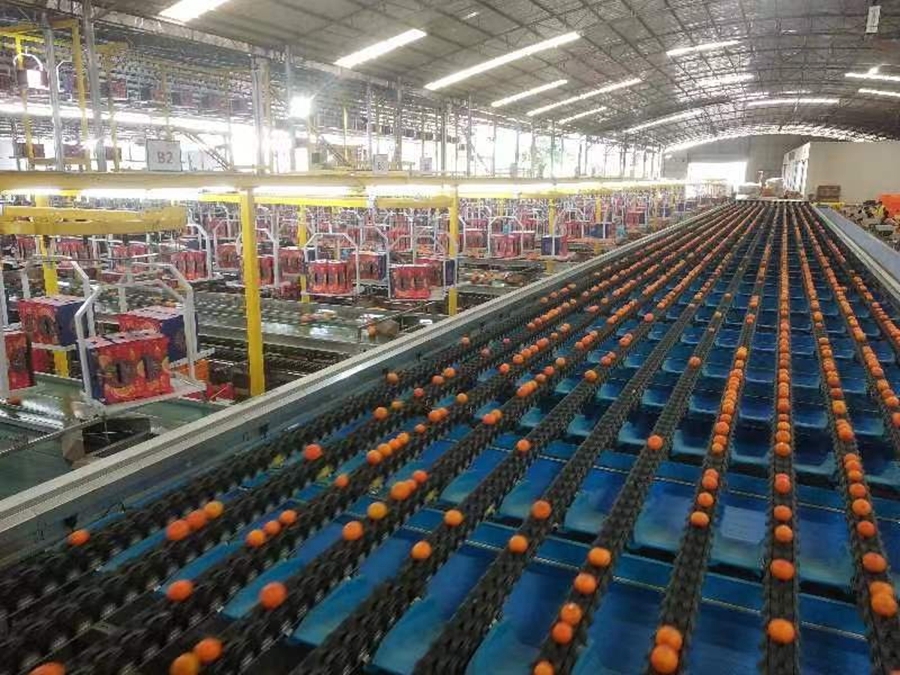 西乡塘 支部联建聚合力，科技赋能兴产业——农产品加工点燃乡村振兴新引擎