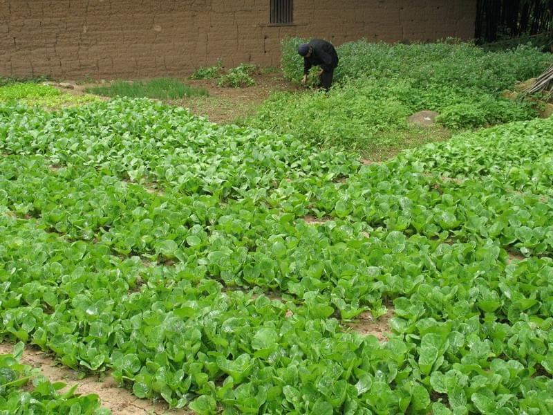 农村致富新机遇 家禽家畜养殖与未来发展趋势