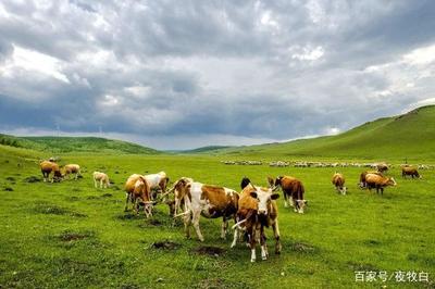 商标类别第31类中的农副产品与家禽家畜详解