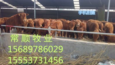 嘉祥县嘉祥镇家才经销点 优质牛种养殖与农村合作社服务