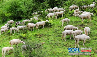 甘洛县大力发展养殖专业合作社，助推农产品加工升级